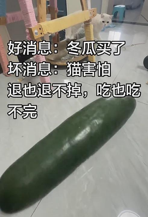 【宠物】第一批骑冬瓜得后遗症的小猫已经出现了 - 8