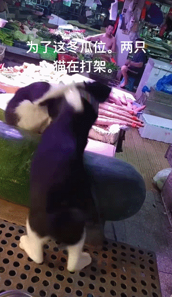 【宠物】第一批骑冬瓜得后遗症的小猫已经出现了 - 9