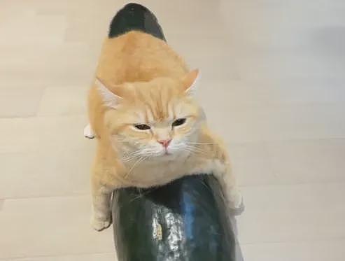 【宠物】第一批骑冬瓜得后遗症的小猫已经出现了 - 6