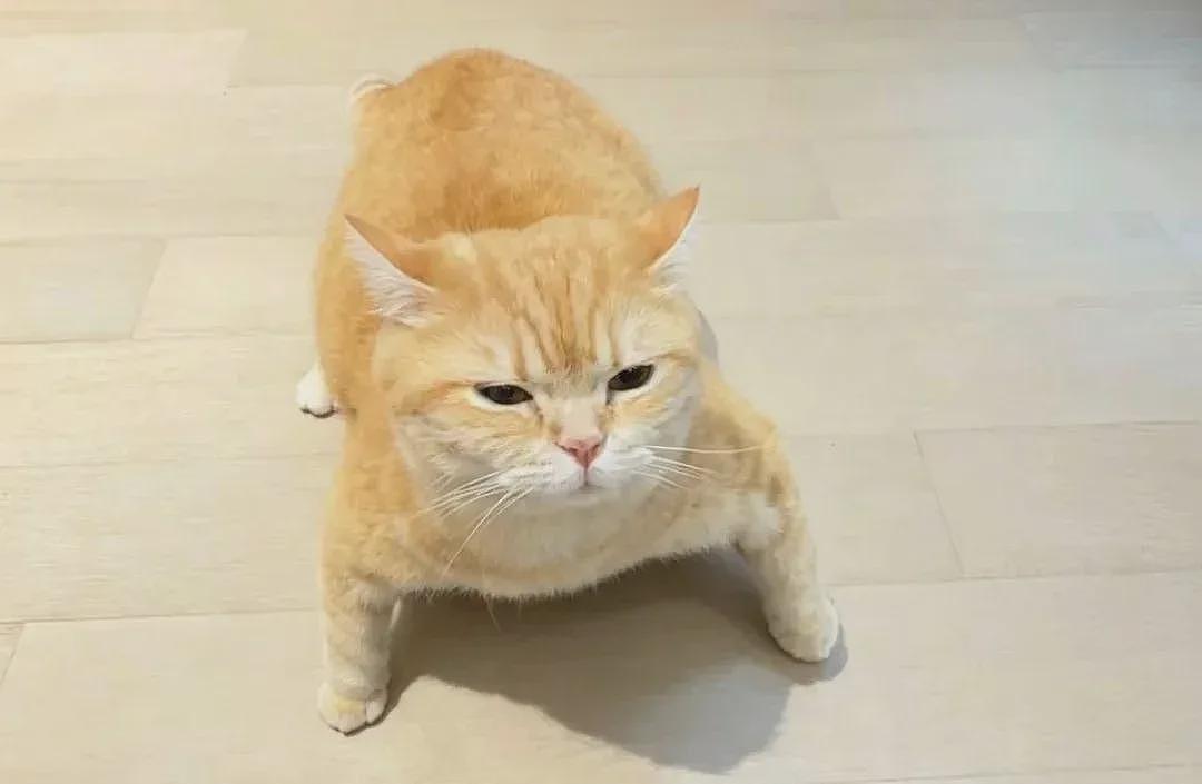 【宠物】第一批骑冬瓜得后遗症的小猫已经出现了 - 7