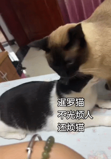 【宠物】小哥坐飞机听了一路猫叫，还以为是铃声，没想到前面真坐着猫，网友心化：如听仙乐耳暂明了（组图） - 2