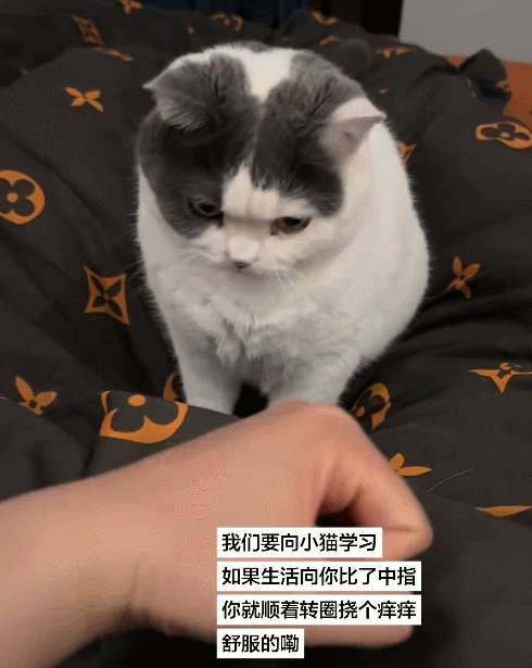 【宠物】小哥坐飞机听了一路猫叫，还以为是铃声，没想到前面真坐着猫，网友心化：如听仙乐耳暂明了（组图） - 17