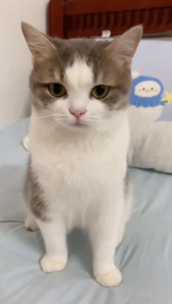 【宠物】小哥坐飞机听了一路猫叫，还以为是铃声，没想到前面真坐着猫，网友心化：如听仙乐耳暂明了（组图） - 6