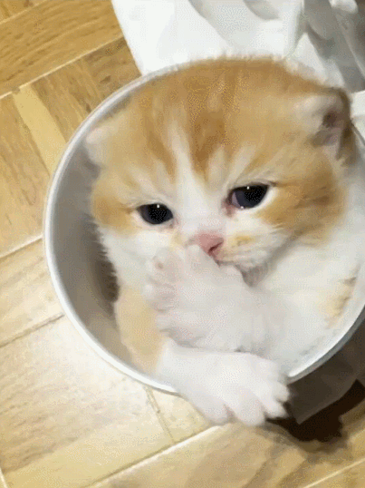 【宠物】小哥坐飞机听了一路猫叫，还以为是铃声，没想到前面真坐着猫，网友心化：如听仙乐耳暂明了（组图） - 4