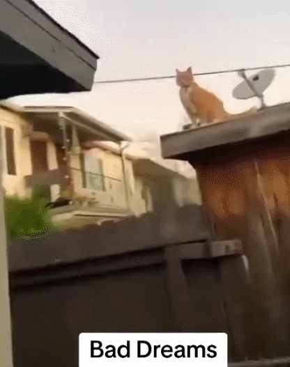 【宠物】小哥坐飞机听了一路猫叫，还以为是铃声，没想到前面真坐着猫，网友心化：如听仙乐耳暂明了（组图） - 9