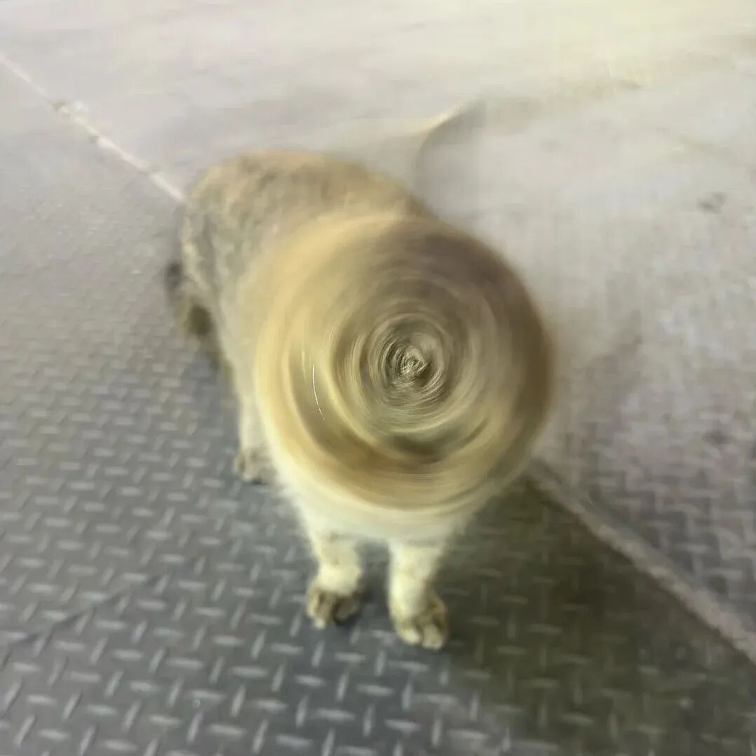 【宠物】小哥坐飞机听了一路猫叫，还以为是铃声，没想到前面真坐着猫，网友心化：如听仙乐耳暂明了（组图） - 14
