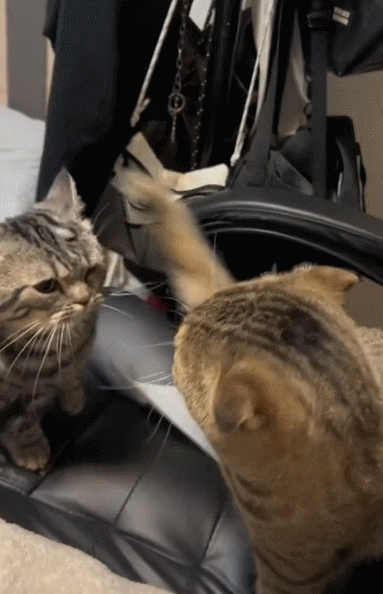 【宠物】小哥坐飞机听了一路猫叫，还以为是铃声，没想到前面真坐着猫，网友心化：如听仙乐耳暂明了（组图） - 5
