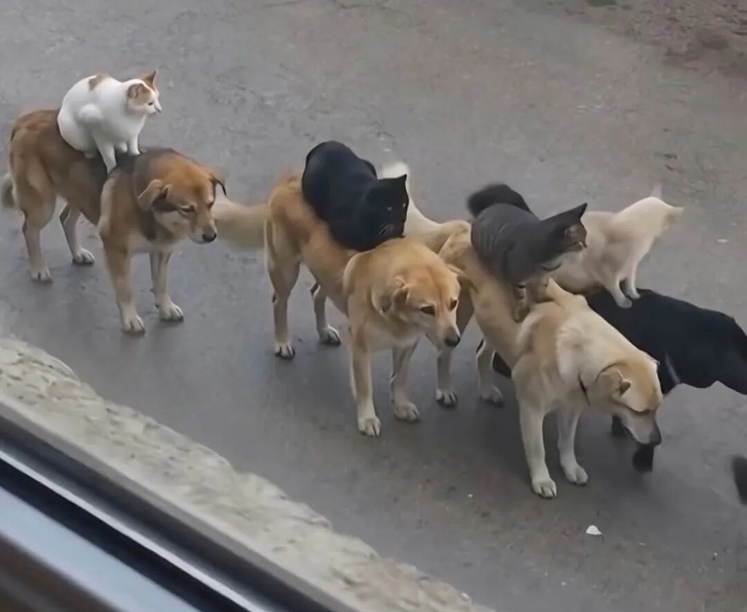 【宠物】小哥坐飞机听了一路猫叫，还以为是铃声，没想到前面真坐着猫，网友心化：如听仙乐耳暂明了（组图） - 15
