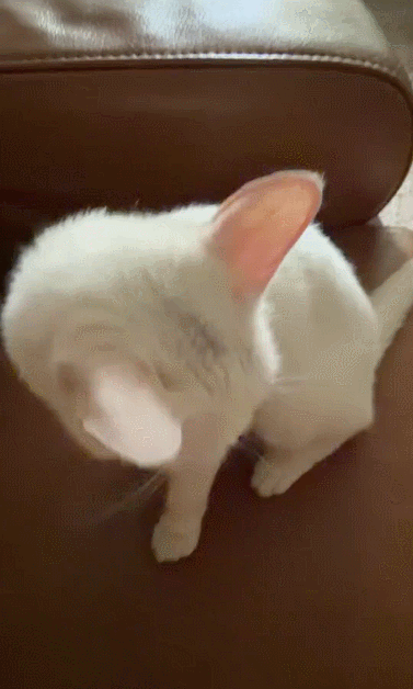 【宠物】小哥坐飞机听了一路猫叫，还以为是铃声，没想到前面真坐着猫，网友心化：如听仙乐耳暂明了（组图） - 3