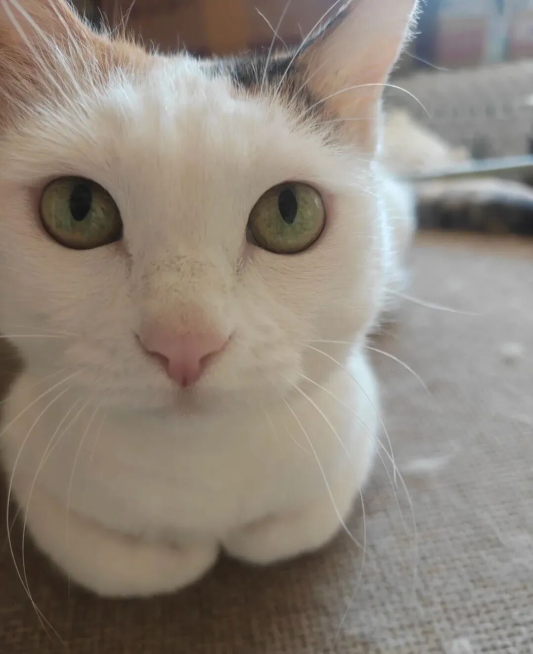 【宠物】小哥坐飞机听了一路猫叫，还以为是铃声，没想到前面真坐着猫，网友心化：如听仙乐耳暂明了（组图） - 18
