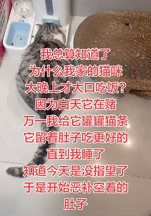 【宠物】小哥坐飞机听了一路猫叫，还以为是铃声，没想到前面真坐着猫，网友心化：如听仙乐耳暂明了（组图） - 21