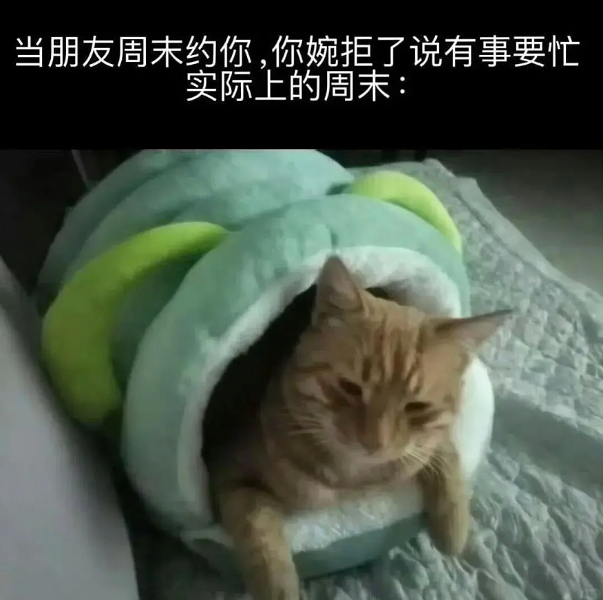 【宠物】小哥坐飞机听了一路猫叫，还以为是铃声，没想到前面真坐着猫，网友心化：如听仙乐耳暂明了（组图） - 16
