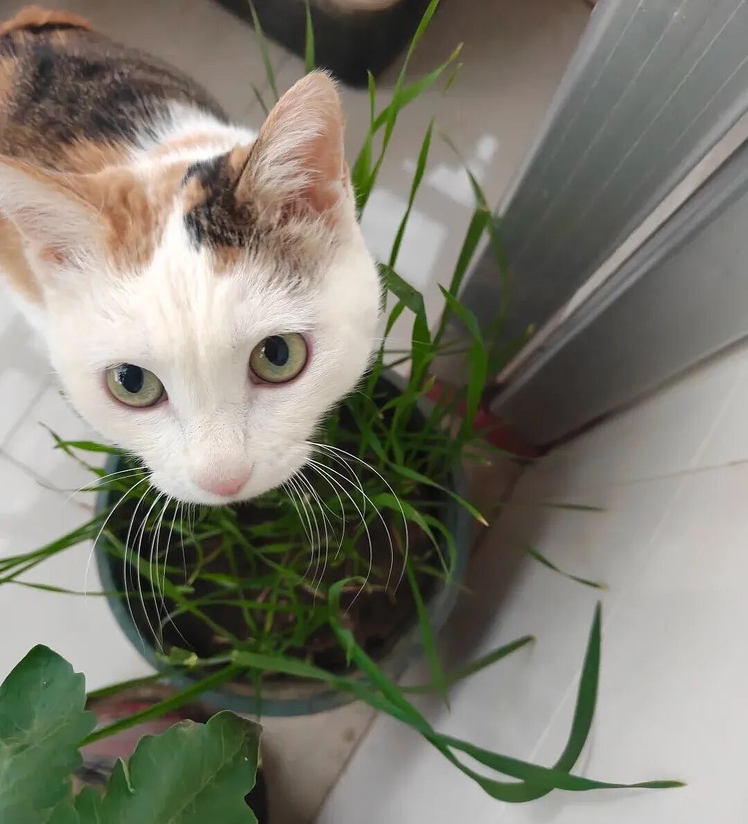 【宠物】小哥坐飞机听了一路猫叫，还以为是铃声，没想到前面真坐着猫，网友心化：如听仙乐耳暂明了（组图） - 19