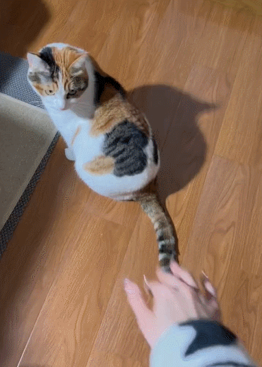 【宠物】小哥坐飞机听了一路猫叫，还以为是铃声，没想到前面真坐着猫，网友心化：如听仙乐耳暂明了（组图） - 8