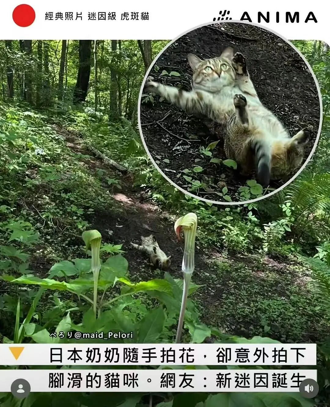 【爆笑】“公司开始上四休三但是要求降薪…？”啊啊啊这到底是好事还是坏事！（组图） - 27