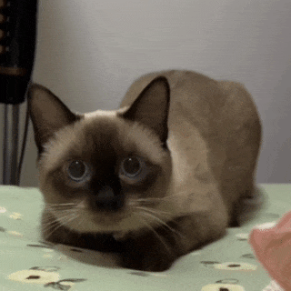 【宠物】小猫疯狂扭屁股是啥意思?越看越魔性,好可爱啊!(组图) - 7