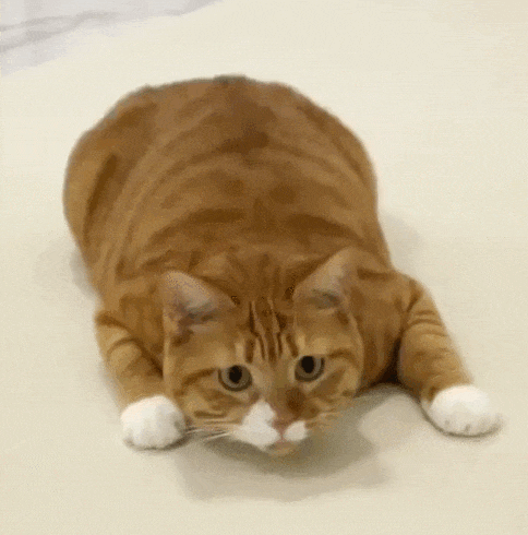 【宠物】小猫疯狂扭屁股是啥意思?越看越魔性,好可爱啊!(组图) - 2