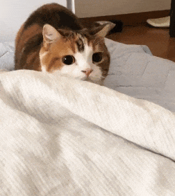 【宠物】小猫疯狂扭屁股是啥意思?越看越魔性,好可爱啊!(组图) - 10