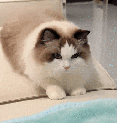 【宠物】小猫疯狂扭屁股是啥意思?越看越魔性,好可爱啊!(组图) - 5