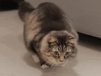 【宠物】小猫疯狂扭屁股是啥意思?越看越魔性,好可爱啊!(组图) - 3