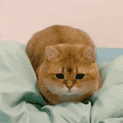 【宠物】小猫疯狂扭屁股是啥意思?越看越魔性,好可爱啊!(组图) - 11