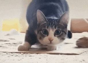 【宠物】小猫疯狂扭屁股是啥意思?越看越魔性,好可爱啊!(组图) - 9