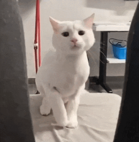 【宠物】小猫疯狂扭屁股是啥意思?越看越魔性,好可爱啊!(组图) - 4