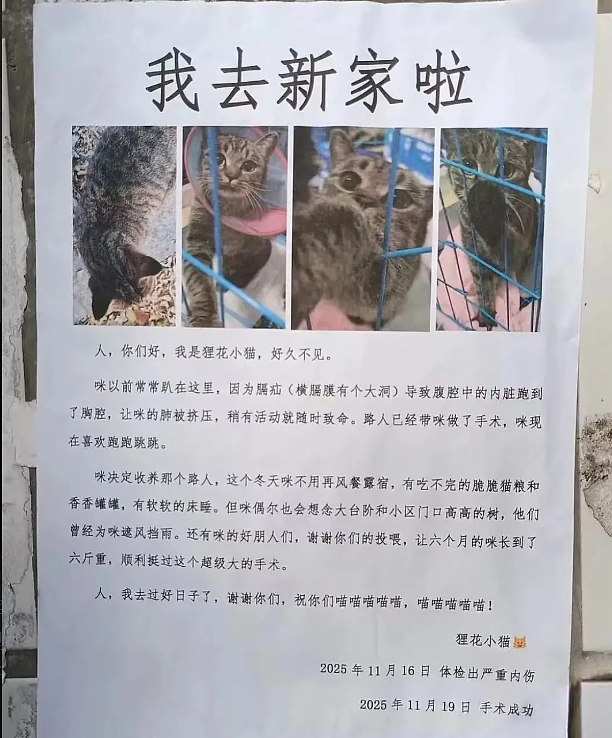 流浪小咪收养野人后留信告知好朋人…意外得到回信:呜呜祝你幸福喵喵喵喵(组图) - 3