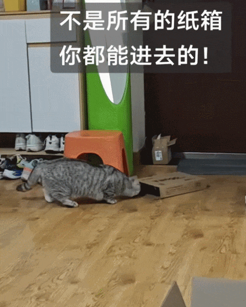【宠物】妹子参加婚礼吃席,一上菜养猫人瞬间沉默了?(组图) - 8