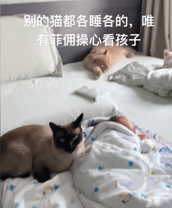 【宠物】妹子参加婚礼吃席,一上菜养猫人瞬间沉默了?(组图) - 11