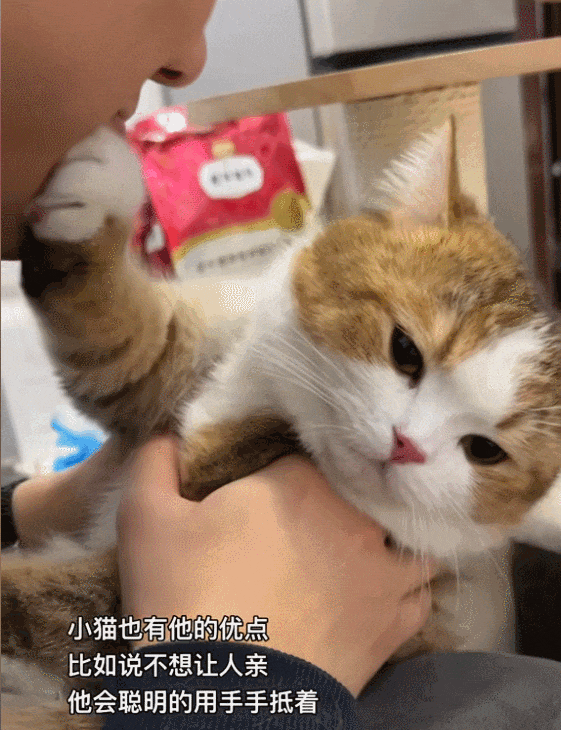 【宠物】妹子参加婚礼吃席,一上菜养猫人瞬间沉默了?(组图) - 10
