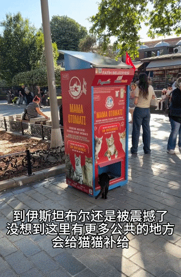 【宠物】小姐姐看到一条瘦身玄学,打开指南针看家里西南角有啥圆乎乎的东西,没想到是只肥猫!咪:怪我咯?(组图) - 19