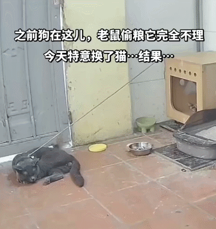 【宠物】小姐姐看到一条瘦身玄学,打开指南针看家里西南角有啥圆乎乎的东西,没想到是只肥猫!咪:怪我咯?(组图) - 10