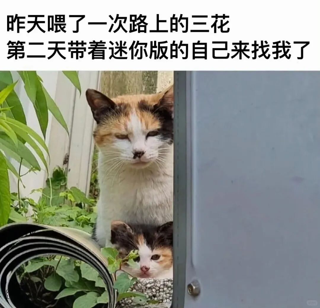 【宠物】小姐姐看到一条瘦身玄学,打开指南针看家里西南角有啥圆乎乎的东西,没想到是只肥猫!咪:怪我咯?(组图) - 17