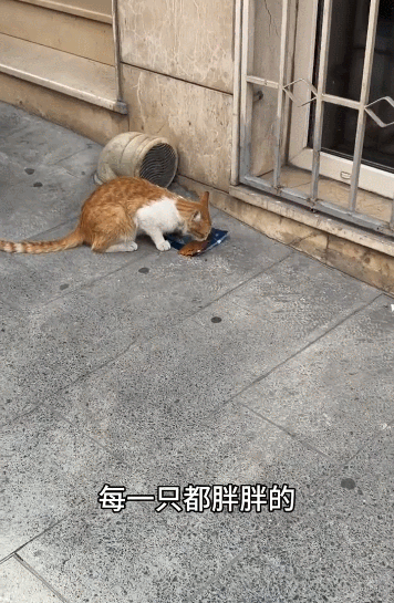 【宠物】小姐姐看到一条瘦身玄学,打开指南针看家里西南角有啥圆乎乎的东西,没想到是只肥猫!咪:怪我咯?(组图) - 21