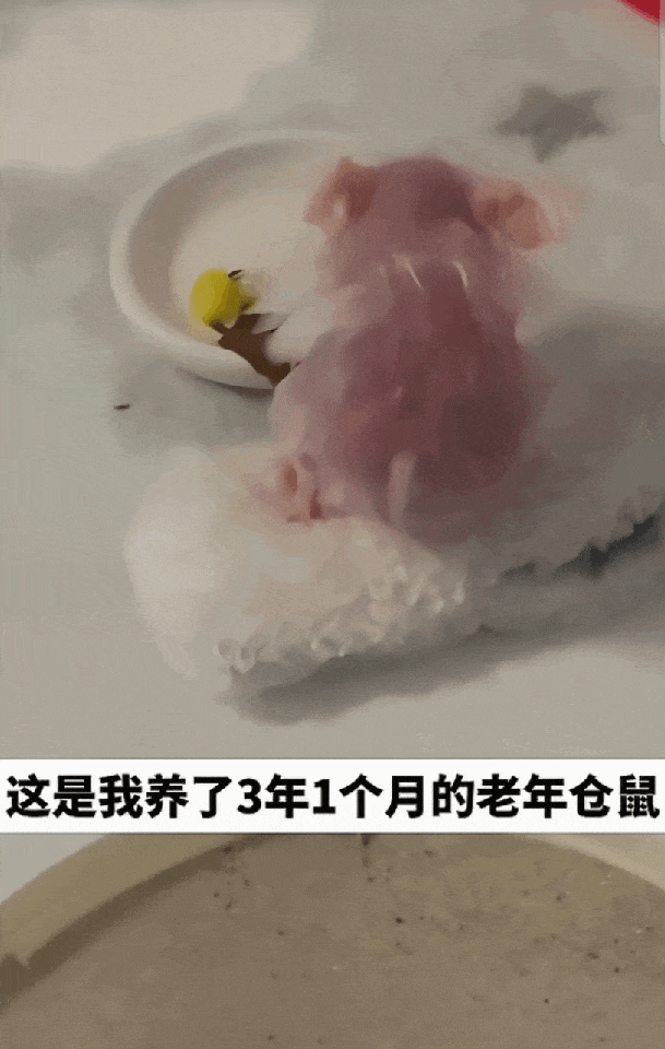 【宠物】博主晒出3岁仓鼠老奶,相当于人类百岁高龄!全身毛发掉得没剩几根…网友看笑:鼠鼠老了也会秃头啊! - 2