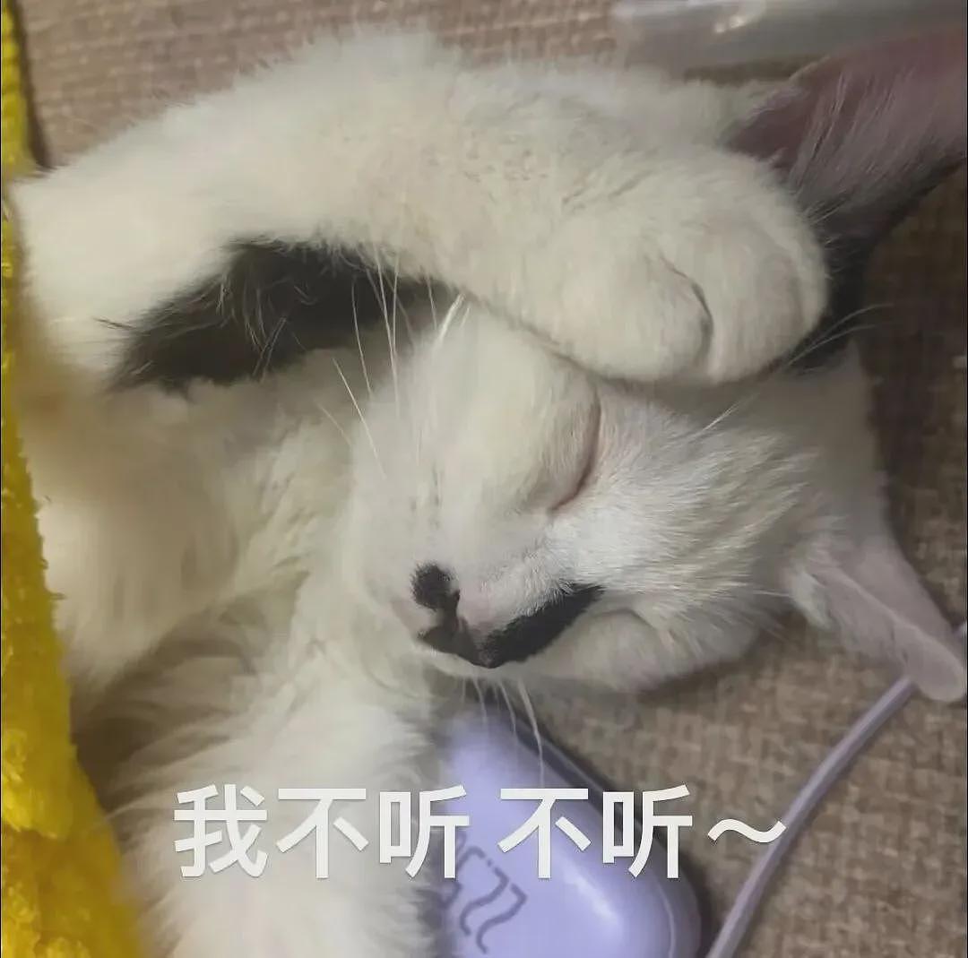 【宠物】博主晒出3岁仓鼠老奶,相当于人类百岁高龄!全身毛发掉得没剩几根…网友看笑:鼠鼠老了也会秃头啊! - 7
