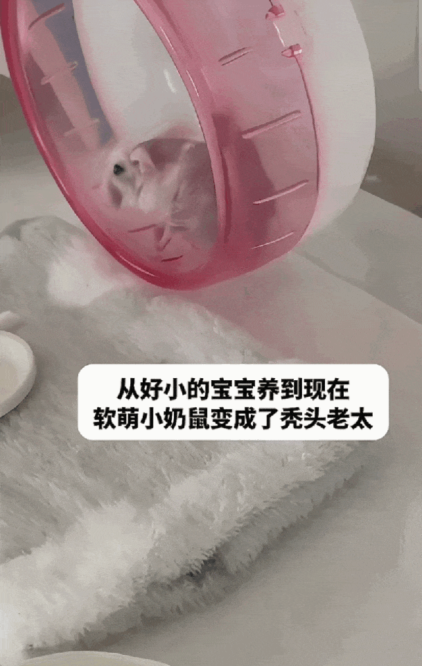 【宠物】博主晒出3岁仓鼠老奶,相当于人类百岁高龄!全身毛发掉得没剩几根…网友看笑:鼠鼠老了也会秃头啊! - 4
