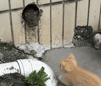 【宠物】网友想给自家小猫拍照,最后拍出来的竟然是老鼠哈哈哈...咪鼠现原形了吧(组图) - 2