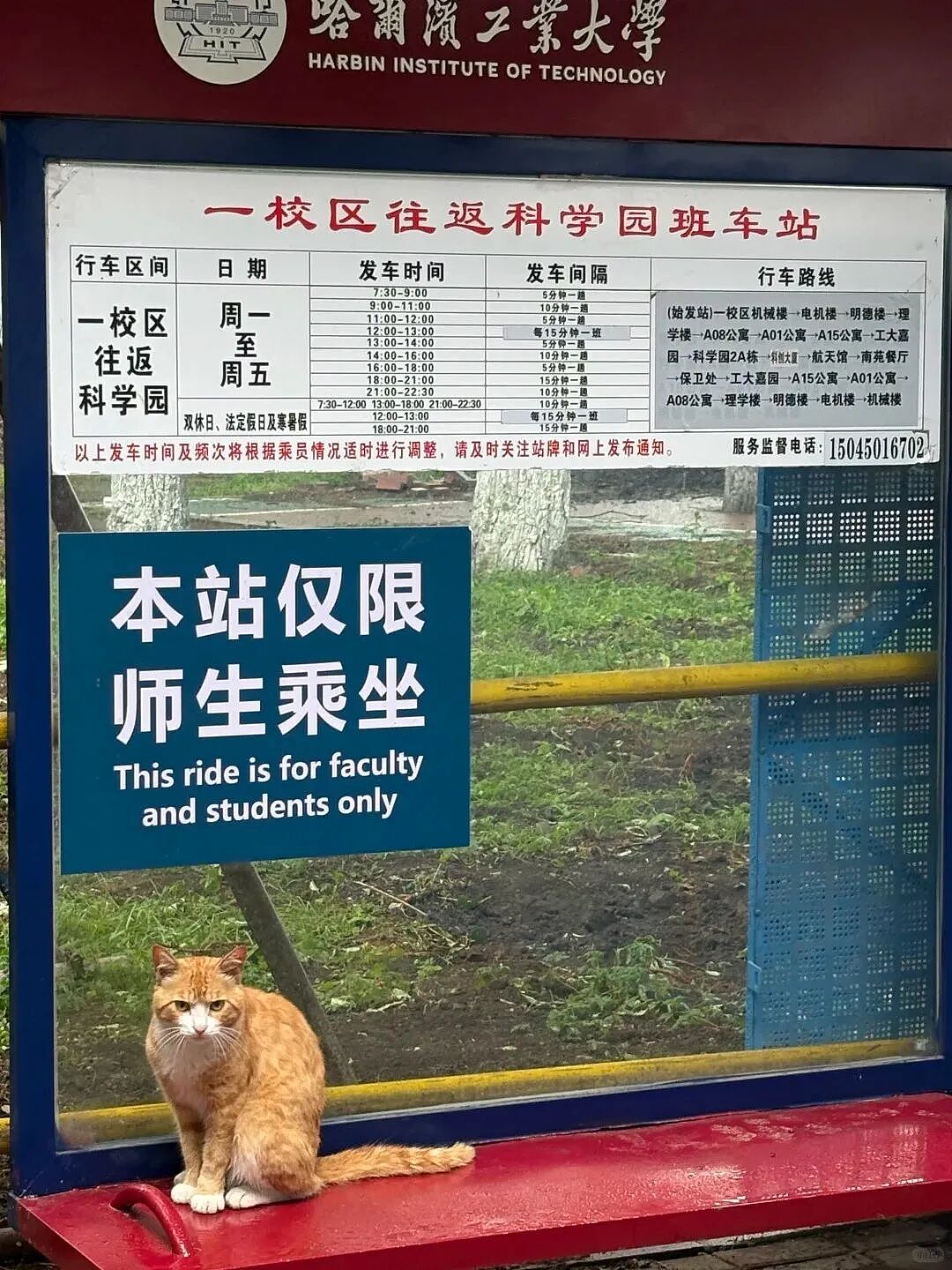 【宠物】网友想给自家小猫拍照,最后拍出来的竟然是老鼠哈哈哈...咪鼠现原形了吧(组图) - 8