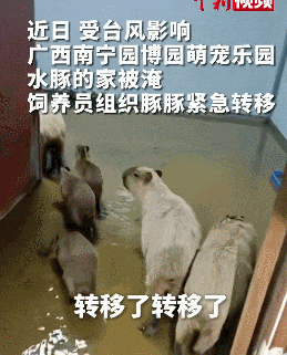 【宠物】网友想给自家小猫拍照,最后拍出来的竟然是老鼠哈哈哈...咪鼠现原形了吧(组图) - 5