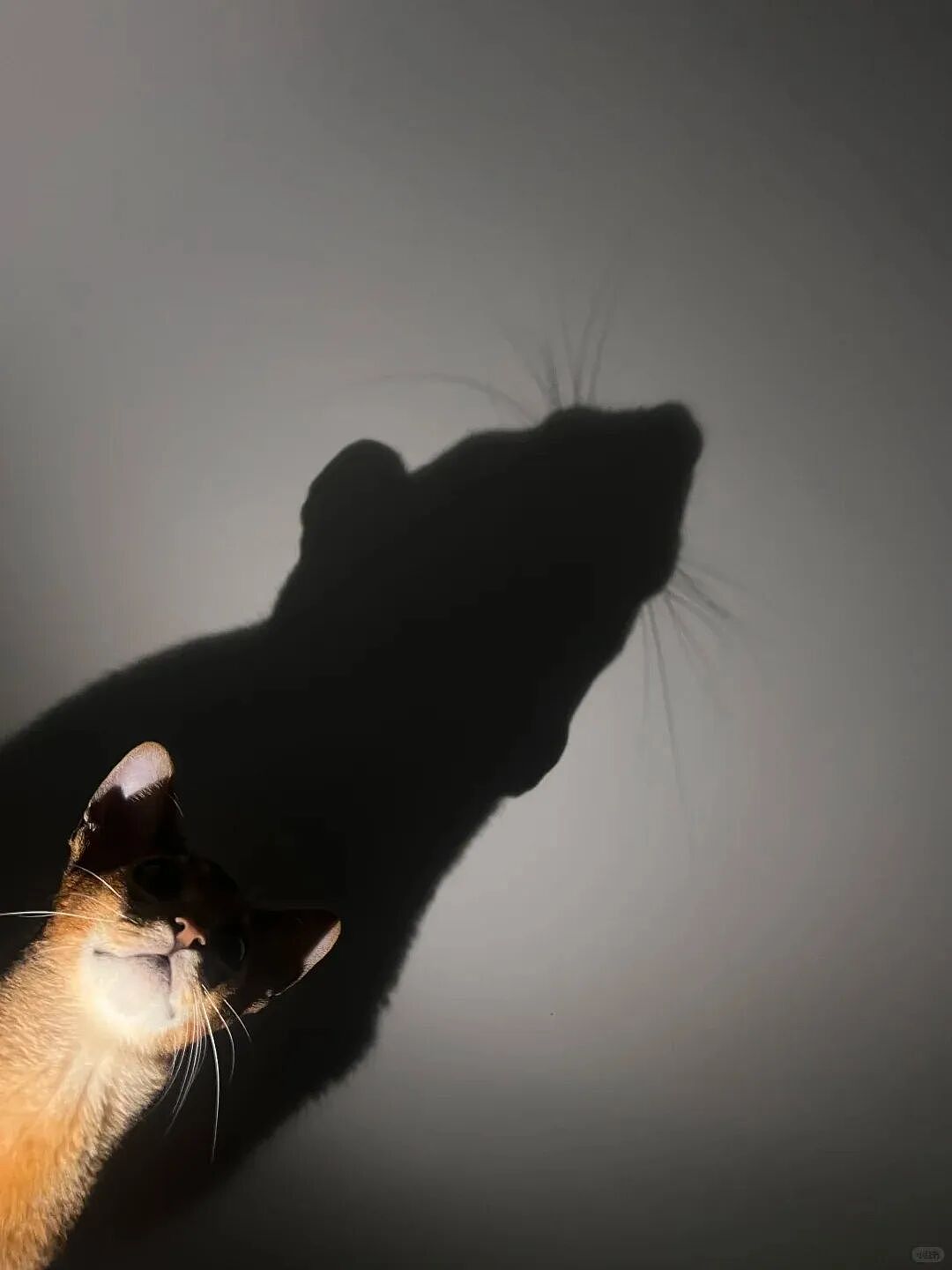 【宠物】网友想给自家小猫拍照,最后拍出来的竟然是老鼠哈哈哈...咪鼠现原形了吧(组图) - 3