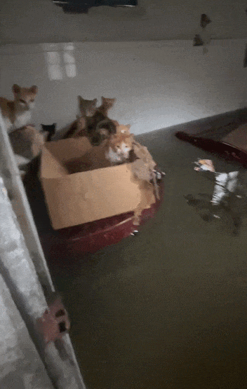 【宠物】广西台风洪水淹没猫舍,几十只小猫被困,店主和朋友在水里站着骑共享单车,救走它们!(组图) - 13