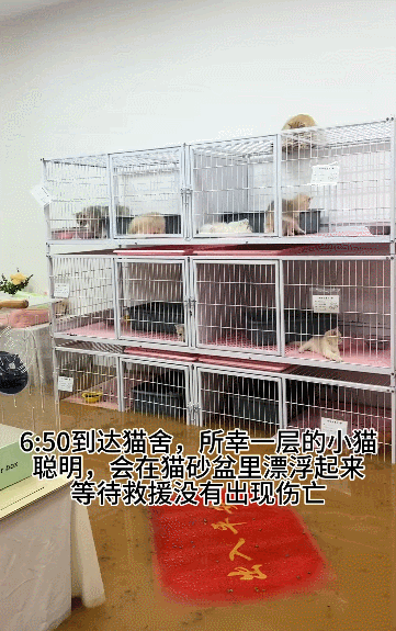 【宠物】广西台风洪水淹没猫舍,几十只小猫被困,店主和朋友在水里站着骑共享单车,救走它们!(组图) - 2