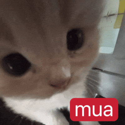 【宠物】广西台风洪水淹没猫舍,几十只小猫被困,店主和朋友在水里站着骑共享单车,救走它们!(组图) - 14