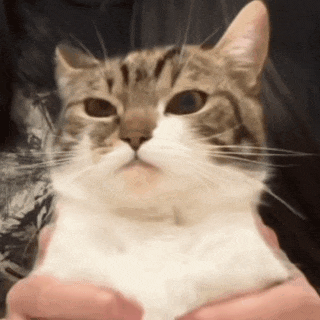 【宠物】广西台风洪水淹没猫舍,几十只小猫被困,店主和朋友在水里站着骑共享单车,救走它们!(组图) - 11