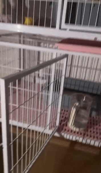 【宠物】广西台风洪水淹没猫舍,几十只小猫被困,店主和朋友在水里站着骑共享单车,救走它们!(组图) - 7