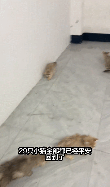 【宠物】广西台风洪水淹没猫舍,几十只小猫被困,店主和朋友在水里站着骑共享单车,救走它们!(组图) - 9