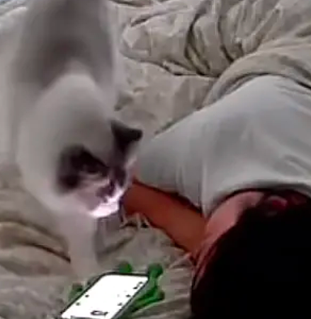 女生看监控发现,小猫趁她痛经昏睡时狂翻她聊天记录…网友:咪是天蝎座的吧(组图) - 3