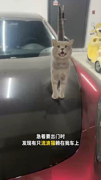 流浪猫碰瓷保时捷车主,被驱赶多次都不肯走,结果…傍富婆的代价也太大了呜呜(组图) - 10